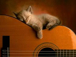 Sleeping_Kitten