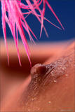 Natalie - Bodyscape: Pink Flamingo-u36m4il45j.jpg